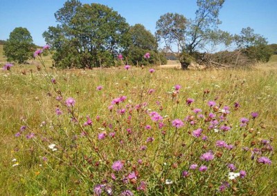 Ehemaliger TrÜbPl Münsingen wilde Flora