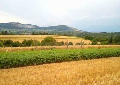 Erzeugerflächen mit Panorama Steinbruch Neuffen und Jusi Kohlberg