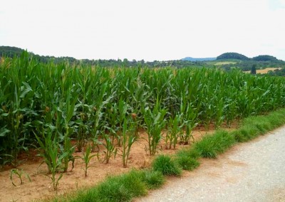 Maisfeld mit Burg Teck im Hintergrund