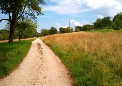 Blick entlang des Weges durch die Streuobstwiesen